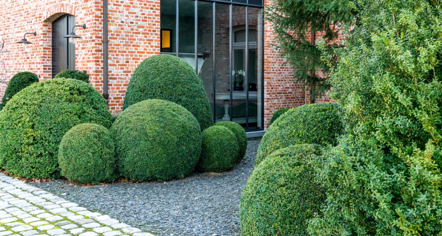 Buxus bemesten en onderhouden met kalk Thumb