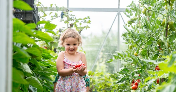 Tomaten kweken en verzorgen in de moestuin of serre Thumb
