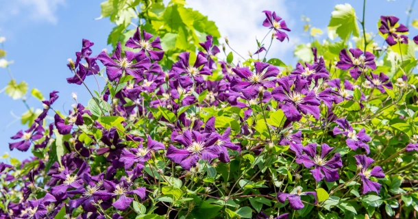 Clematis planten: wanneer en hoe voor het beste resultaat? Thumb