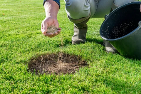 Herstel de kale plekken in je gazon snel en langdurig Thumb