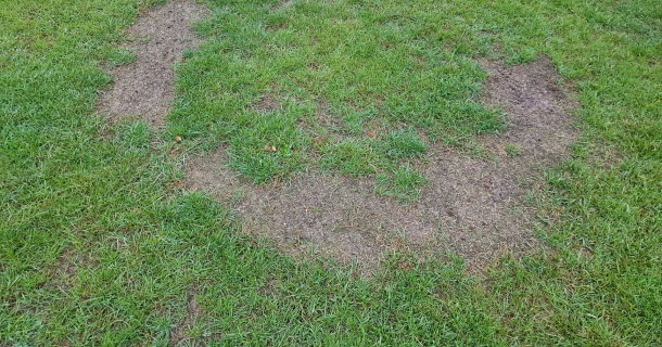 Wat doen tegen een heksenkring of een cirkel van paddenstoelen in je gazon? Thumb