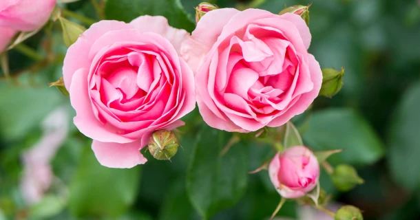 Rozen snoeien en verzorgen: tips voor een sterke rozenstruik Thumb
