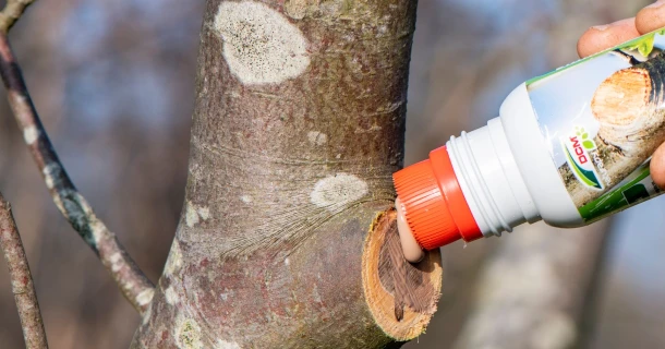 Bomen snoeien: dek de snoeiwonde goed af Thumb