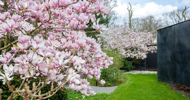 Elke lente een zee van bloemen? Zo kies en verzorg je je magnolia. Thumb