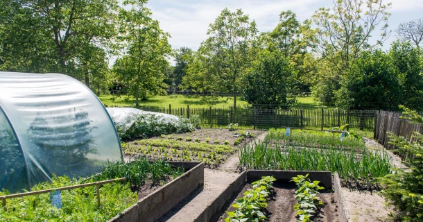 Waarom kalk strooien in je moestuin? Thumb