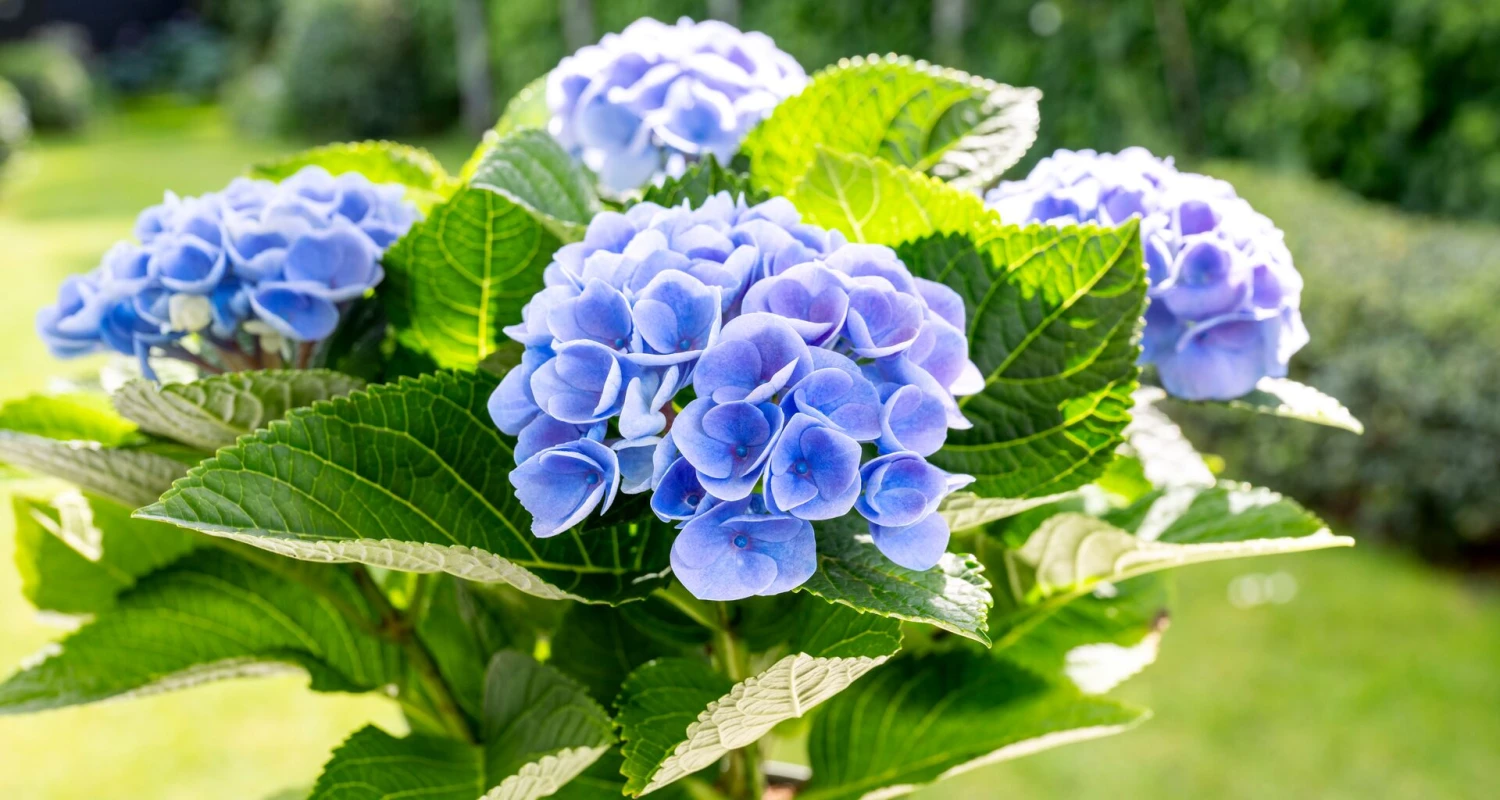 Het geheim van de blauwe hortensia: zo hou je hem prachtig blauw Thumb