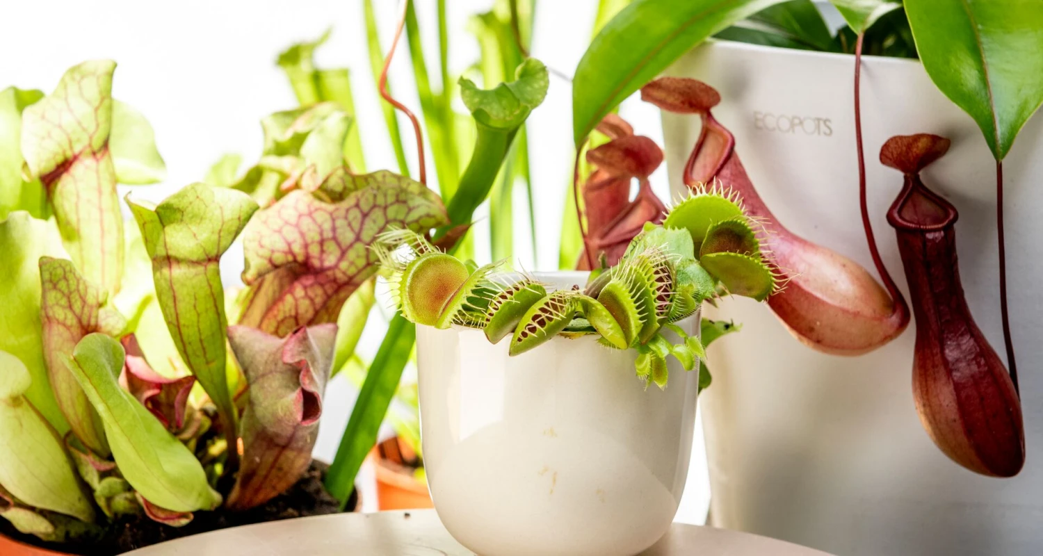 Tips voor het houden van vleesetende planten Thumb