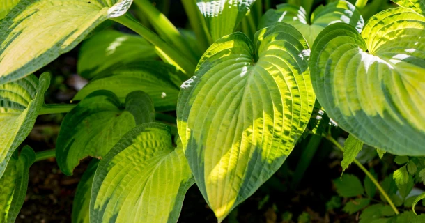 Stralende hosta’s? Zo verzorg je ze én bescherm je ze tegen de slakken. Thumb
