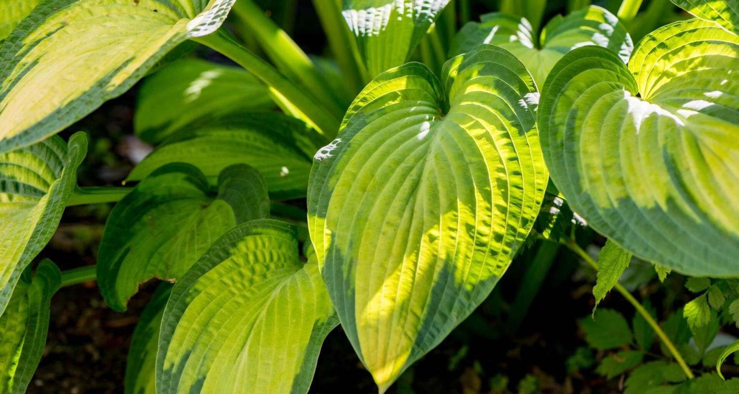 Stralende hosta’s? Zo verzorg je ze én bescherm je ze tegen de slakken. Thumb