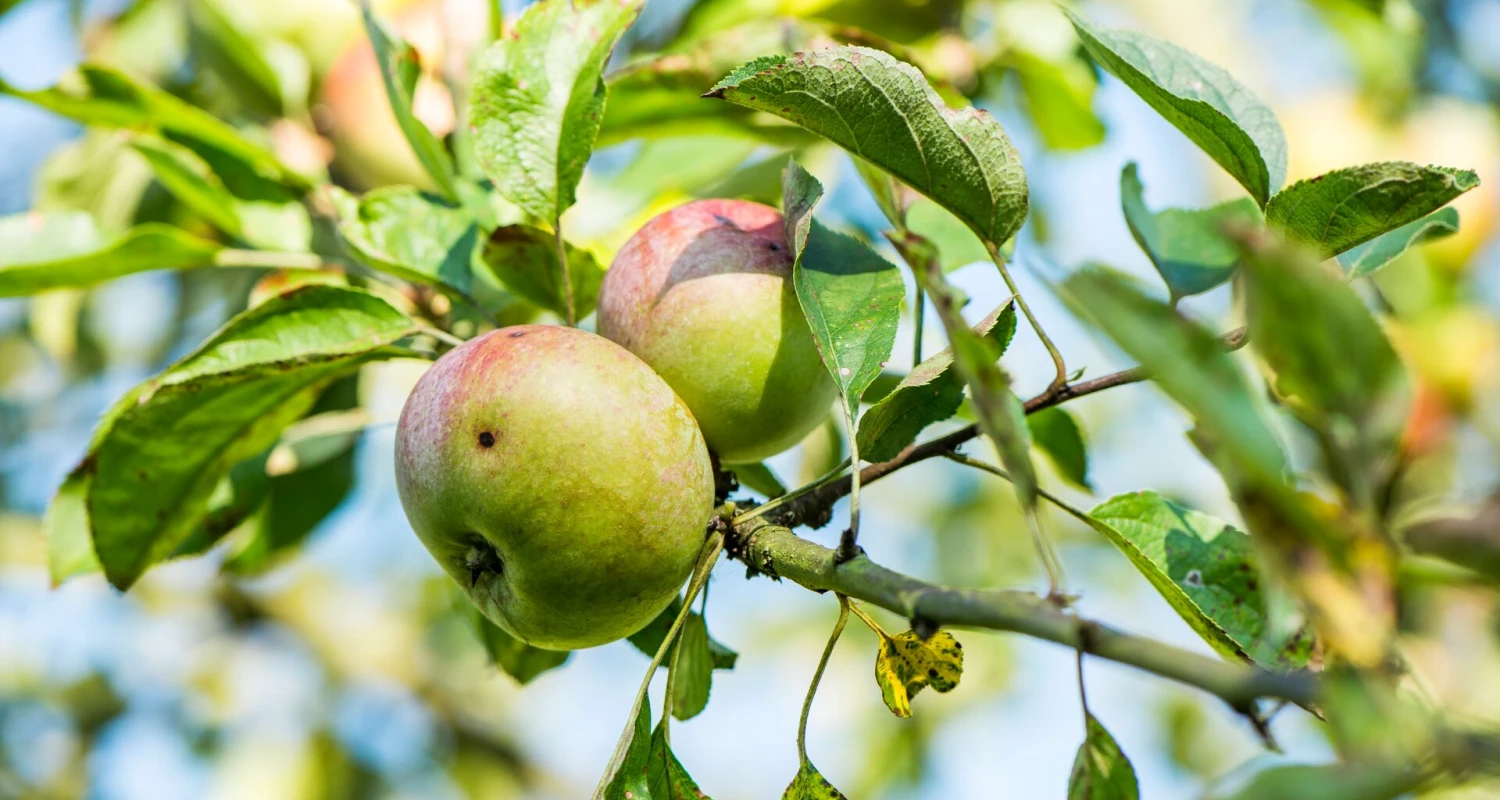 De fruitmot effectief bestrijden Thumb