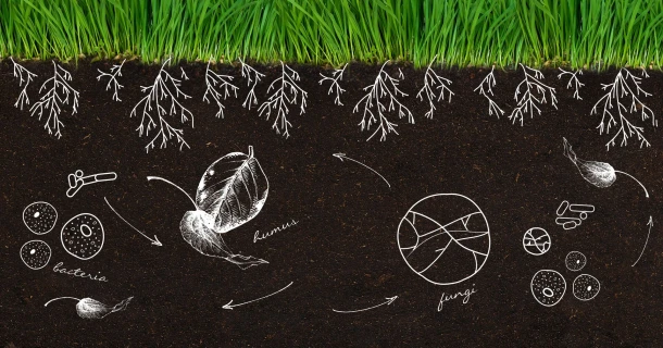 Arme grond? Stimuleer het bodemleven en blaas je tuin nieuw leven in Thumb