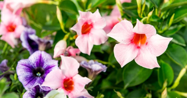 Dipladenia: de beste verzorging met de juiste potgrond Thumb