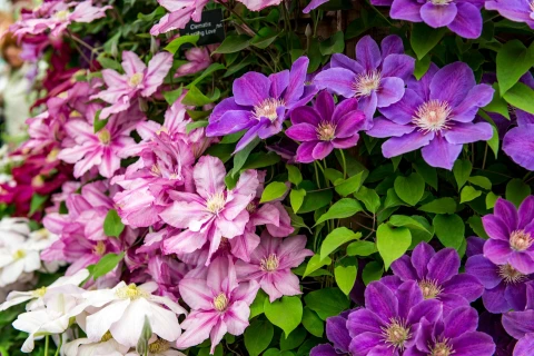 Clematis verzorgen: eenvoudig met deze tips Thumb
