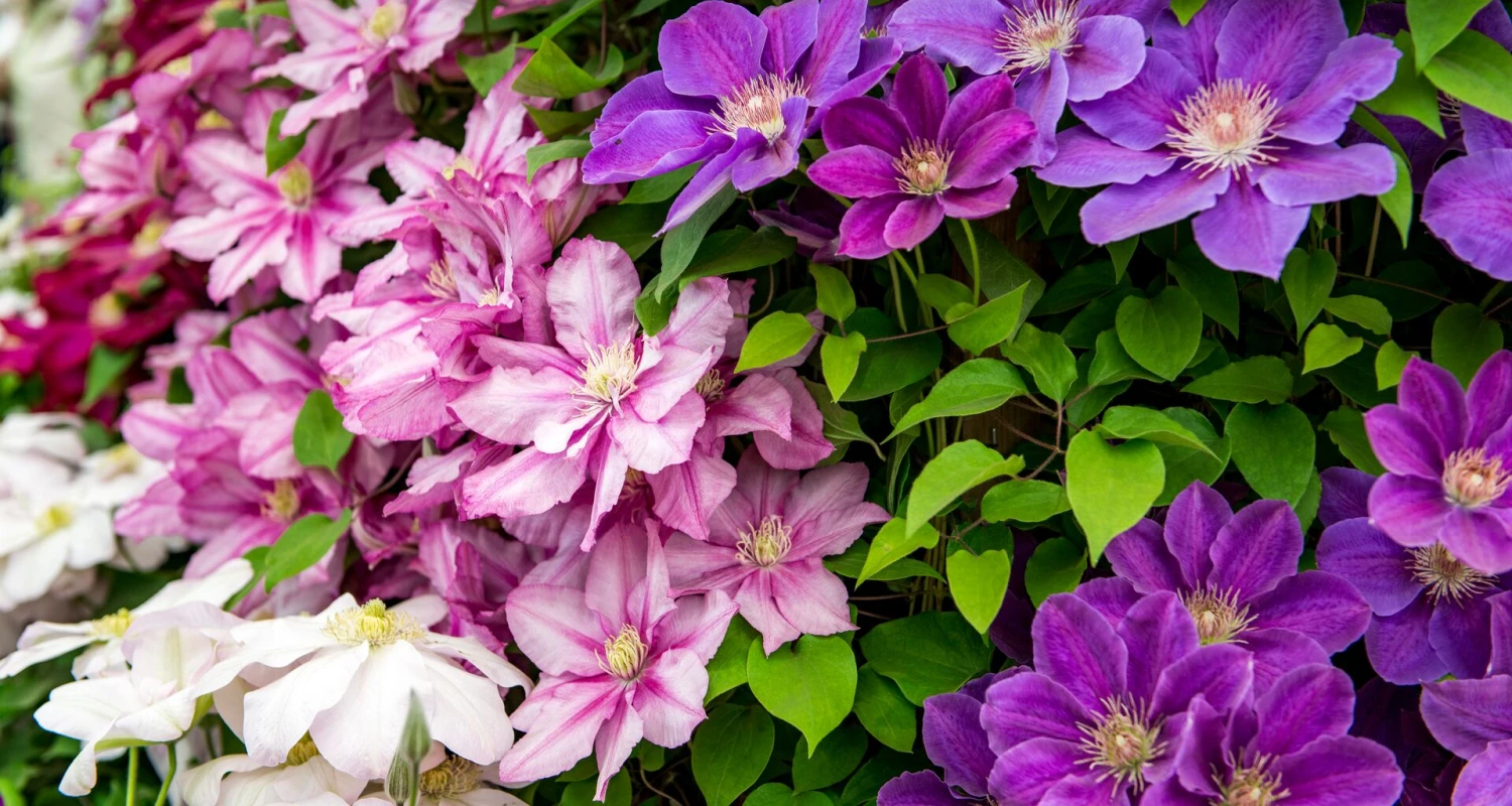 Clematis verzorgen: eenvoudig met deze tips Thumb