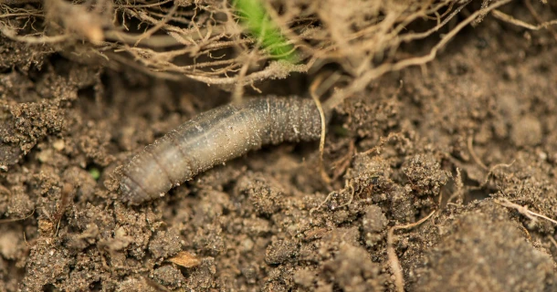 Emelten op een natuurlijke manier bestrijden Thumb