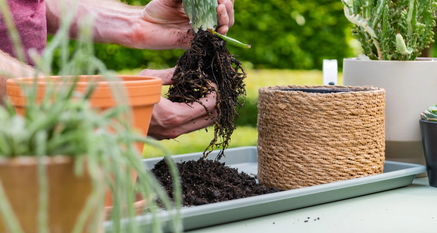 Zo verzorg je je vetplanten en cactussen Thumb