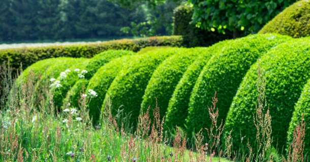 S.O.S. Buxus: eenvoudig stappenplan voor een stralende buxus Thumb
