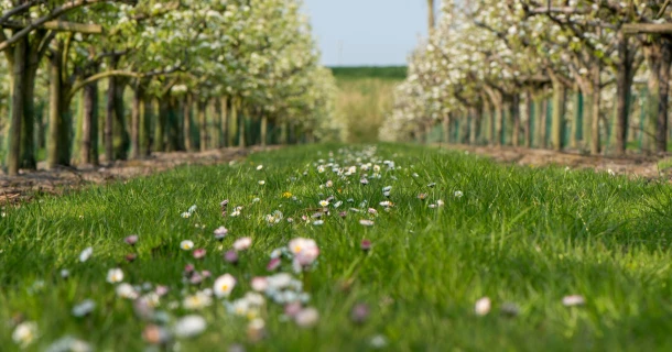 Grotere appels en een grotere oogst met DCM VIVISOL® Thumb