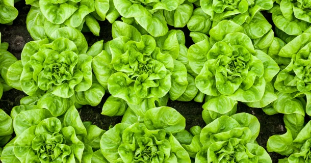 DCM UNI-MIX A ideaal voor kropsla en bladgewassen Thumb