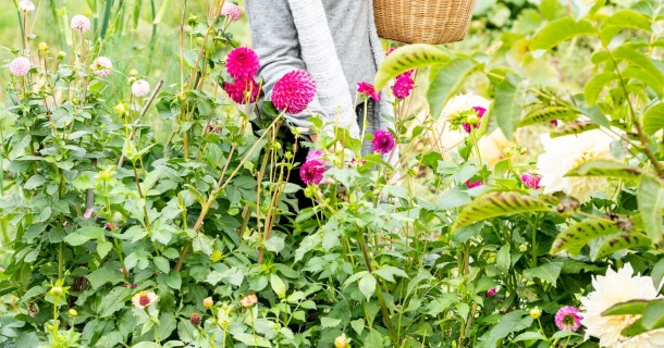 Lang leve de dahlia! Thumb