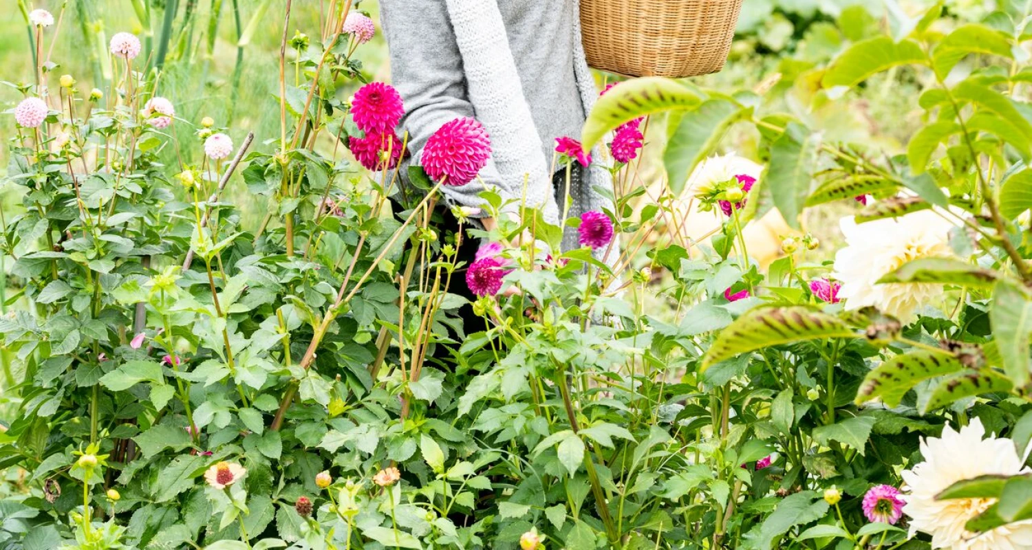 Lang leve de dahlia! Thumb