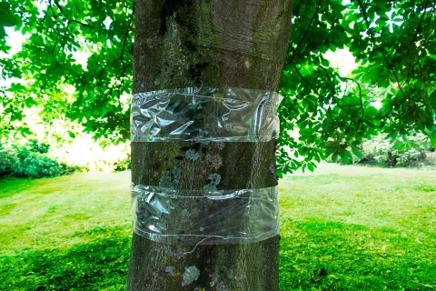 Bescherm je fruitbomen tegen kruipende insecten Thumb
