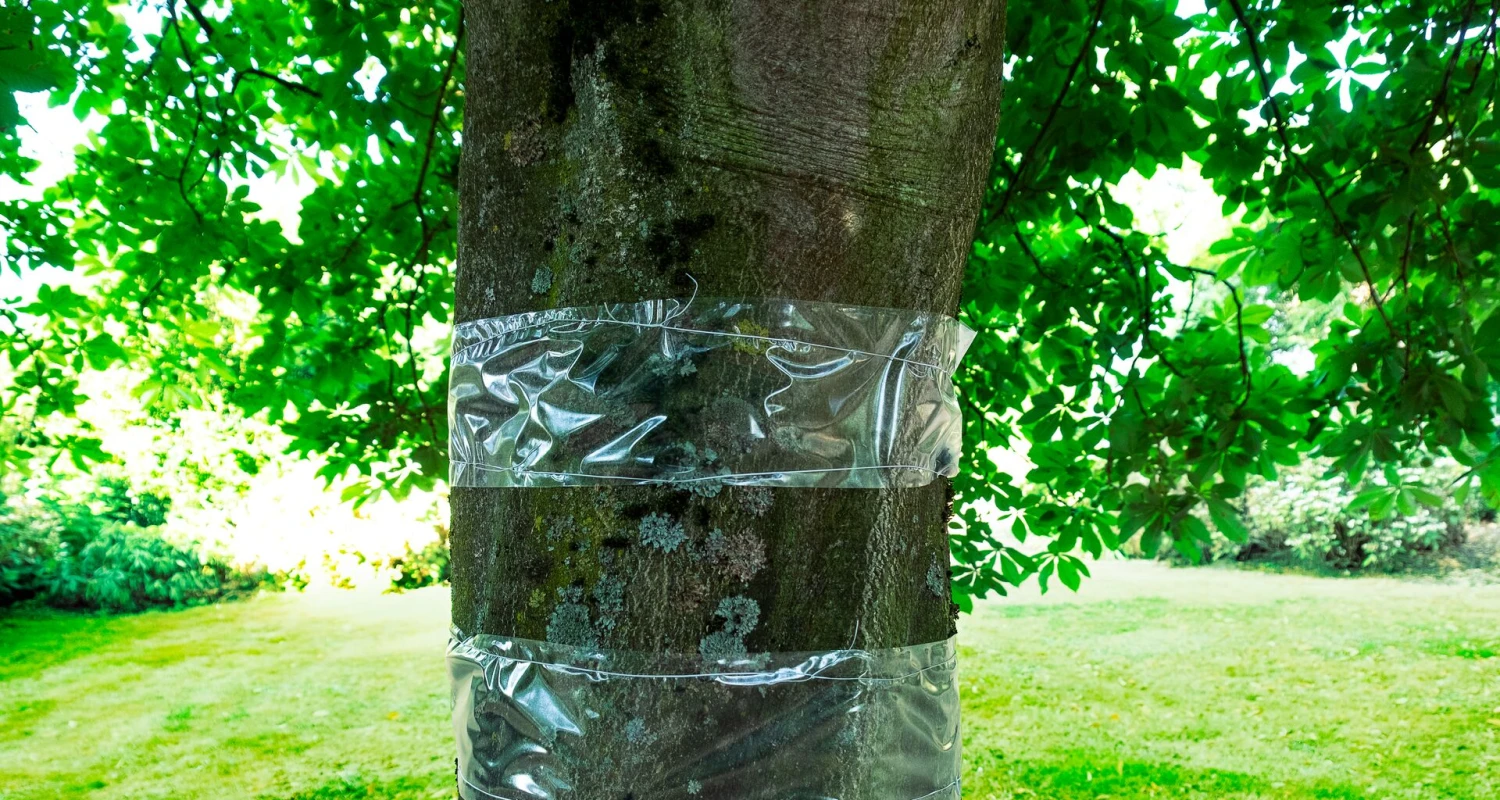 Bescherm je fruitbomen tegen kruipende insecten Thumb
