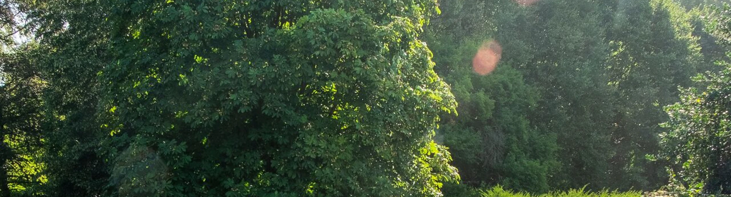 Header image alt