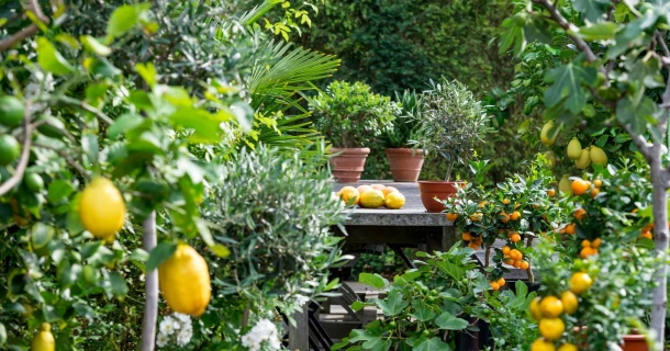 Hoe verzorg je olijven, vijgen en citrusbomen op je terras? Thumb