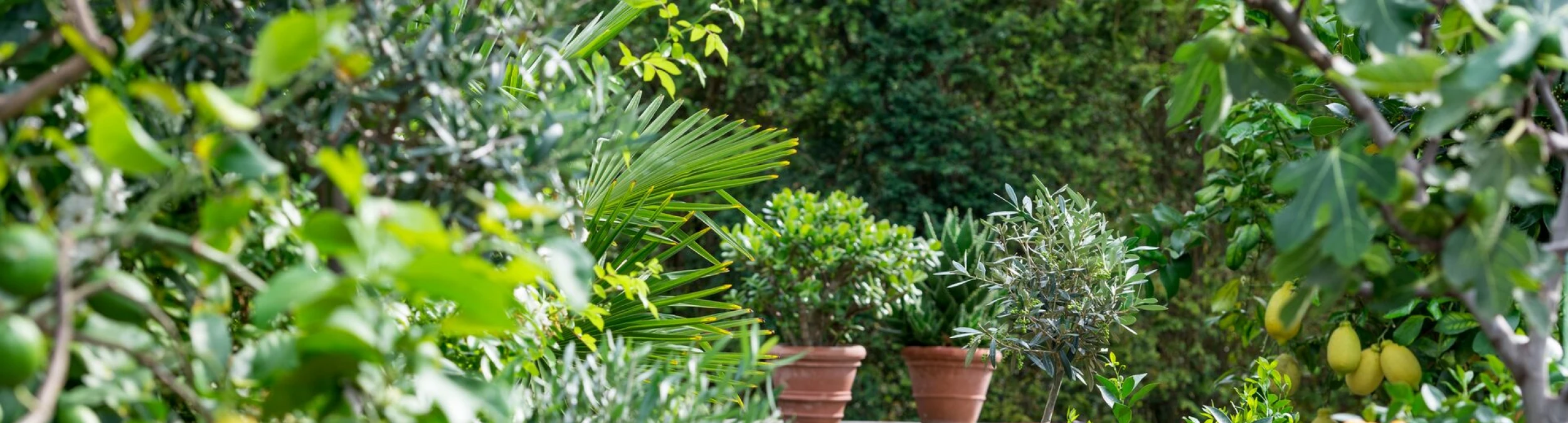 Header image alt