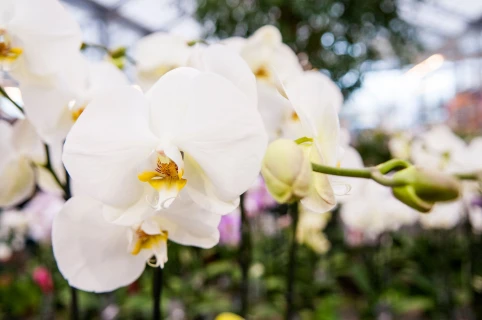 Voor elke orchidee een ideale potgrond Thumb