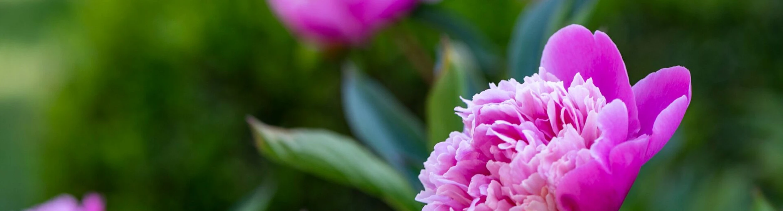 Header image alt