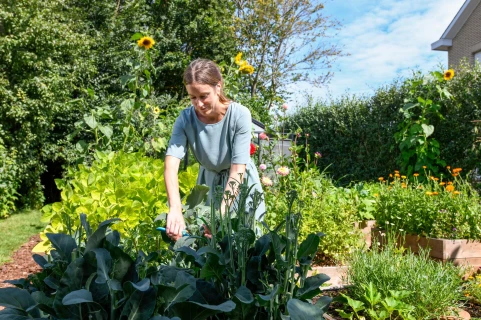 Een goed moestuinplan, het geheim achter sterke planten en gezonde groenten! Thumb