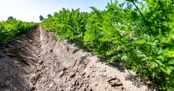 DCM ECOR® de 100% organische meststoffen voor de biologische land- en tuinbouw. Thumb