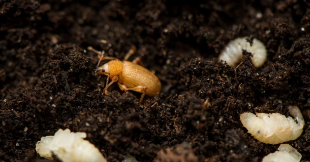 De taxuskever natuurlijk bestrijden met aaltjes Thumb