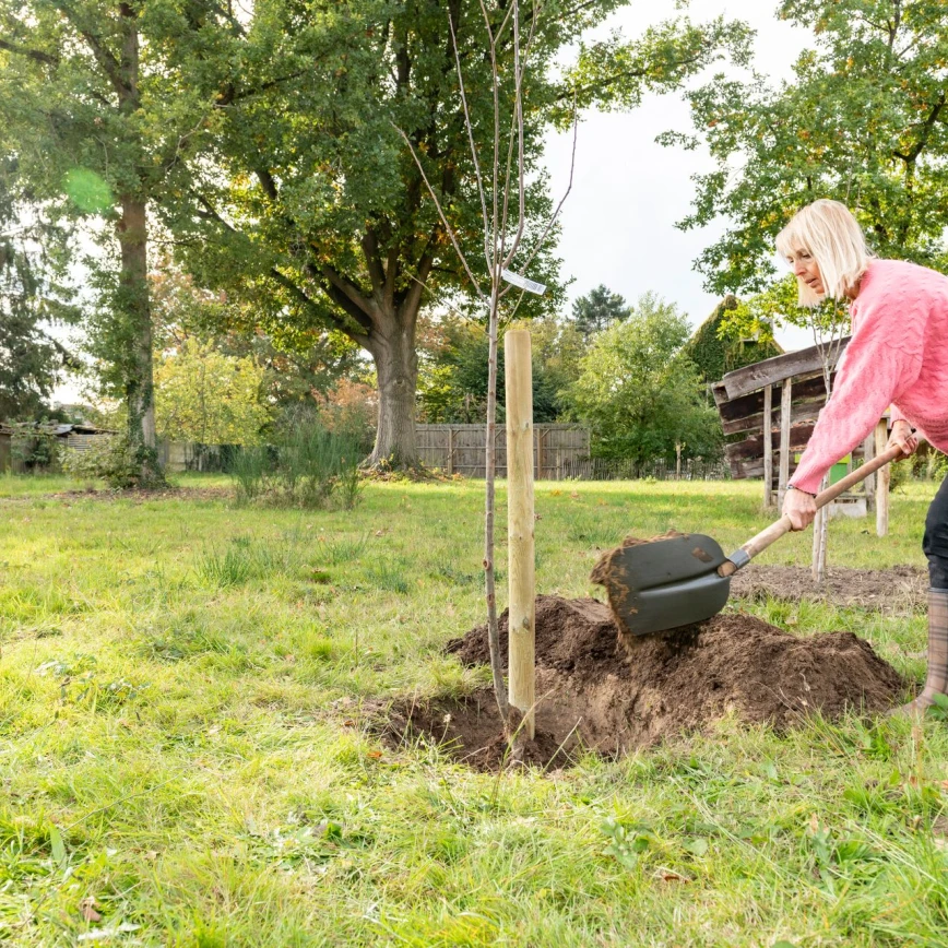 Bomen en fruitbomen planten: wanneer en hoe? Thumb