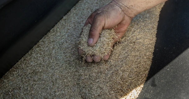 DCM graszaad: een veranderend klimaat vraagt om sterkere, aangepaste gazonmengsels. Thumb