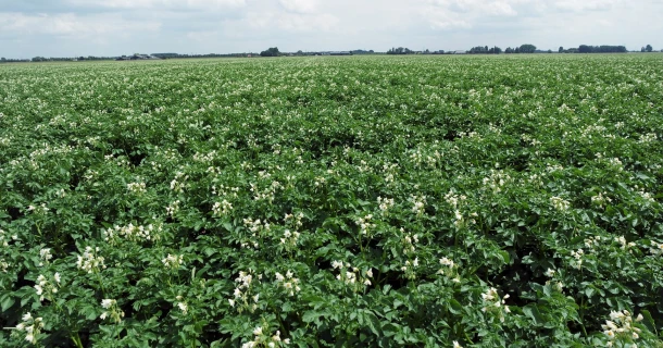 DCM VIVISOL®-AGRI: de unieke bodemverbeteraar voor akkerbouw Thumb