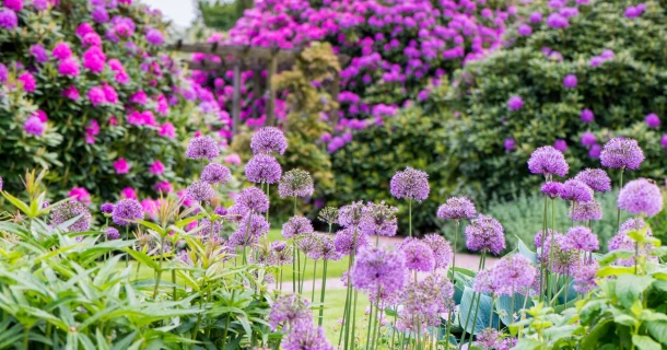 Zuurminnende of kalkminnende planten? Verbeter de bodem volgens hun noden Thumb