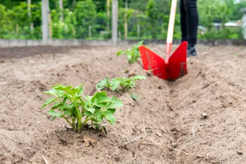 Aardappelen planten, aanaarden en bemesten in de moestuin Thumb