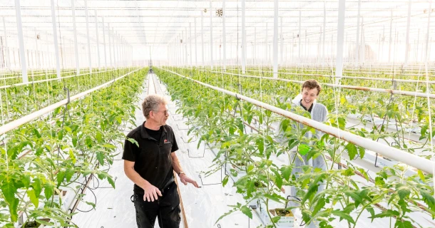 Burg Tomaten wint strijd tegen PepMV dankzij PMV-01 vaccinatie van DCM Thumb