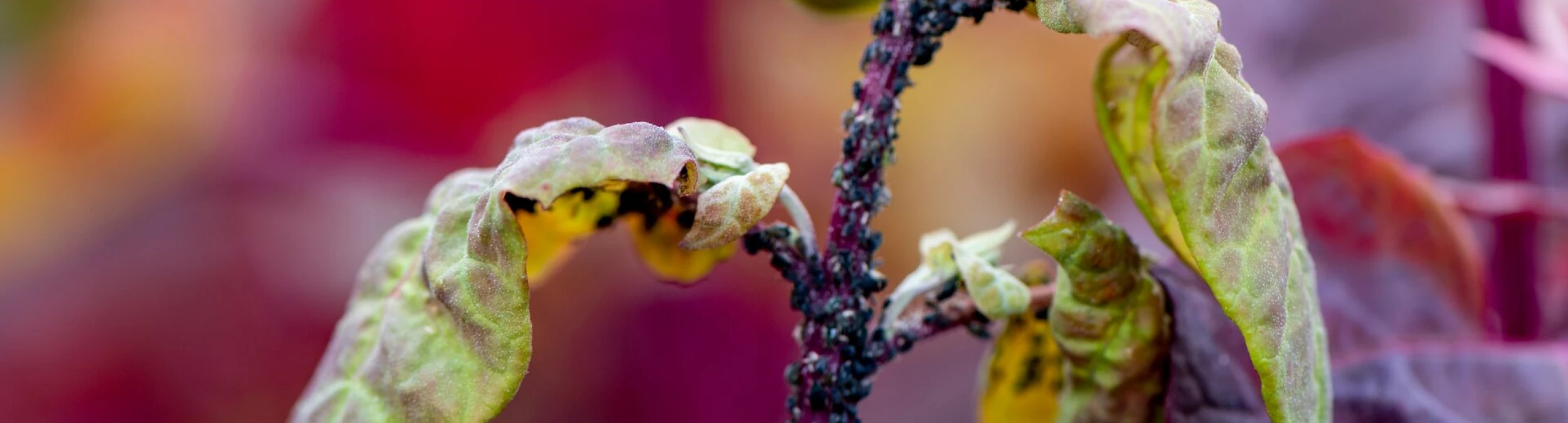 Header image alt