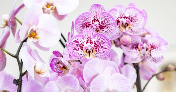 De fascinerende schoonheid van orchideeën Thumb