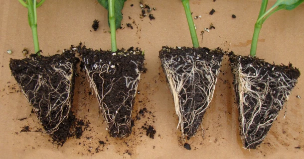 DCM INSTANT TD® het organisch bodemverbeterend middel met biostimulant o.b.v. Trichoderma Thumb