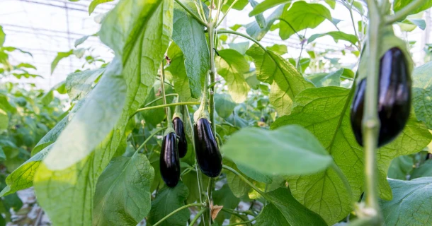 Aubergines kweken in de moestuin of in een pot Thumb