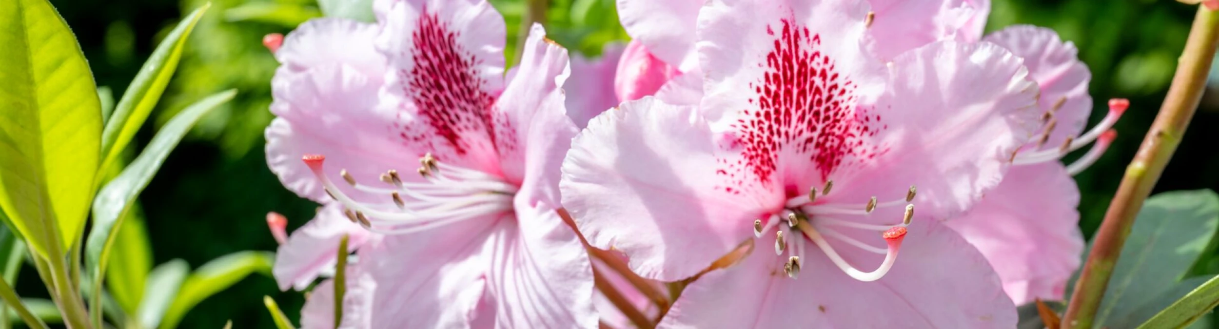 Header image alt