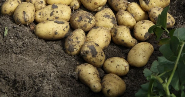Meeropbrengst in de biologische aardappelteelt met DCM ECOR® 1 Thumb