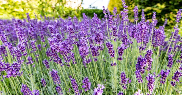 Lavendel planten, snoeien en verzorgen als een pro Thumb