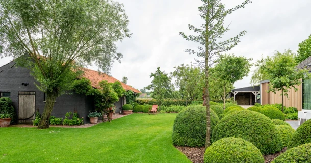 Buxus planten in volle grond - 5 stappen Thumb