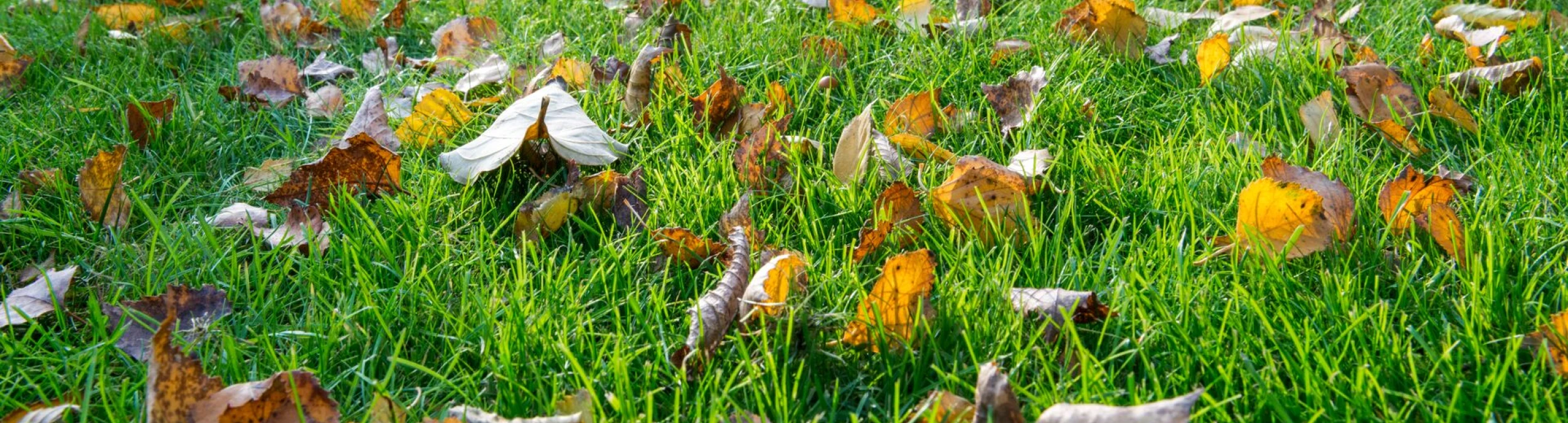 Header image alt